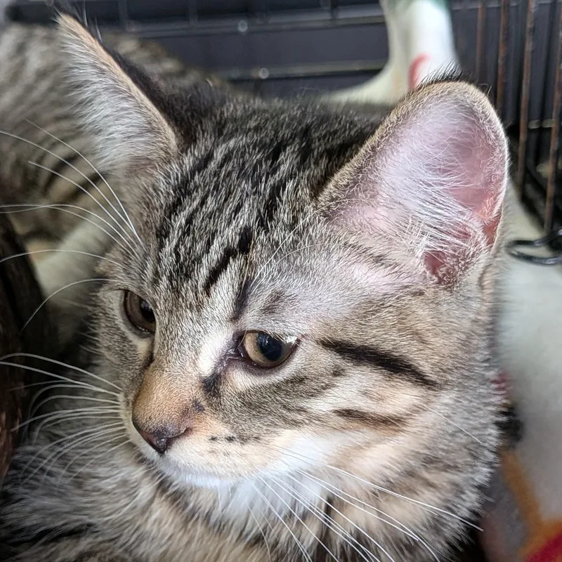 A baby medium-sized female Tabby (Brown / Chocolate) Domestic Short Hair cat named Tuk for adoption in Eugene, OR