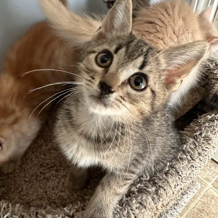 A baby small-sized male Domestic Short Hair cat named Spirit for adoption in Woodstock, GA