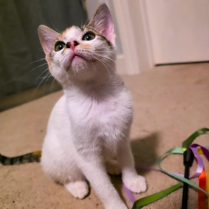 A baby small-sized female Calico Domestic Short Hair cat named Dawn for adoption in Huntsville, AL
