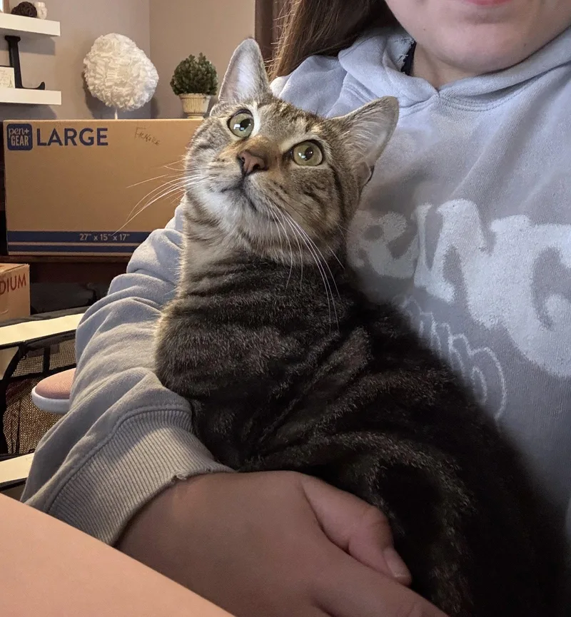 An adult medium-sized male Domestic Short Hair cat named Benji for adoption in Wheaton, IL