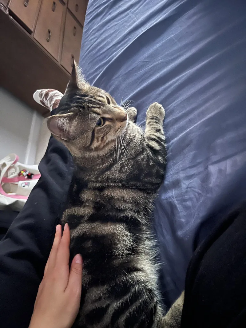 Benji thumbnail 2
