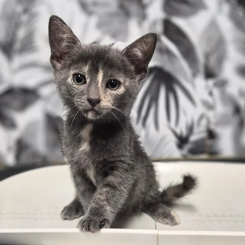 A baby small-sized female Domestic Medium Hair cat named Pretzel for adoption in Wahiawa, HI