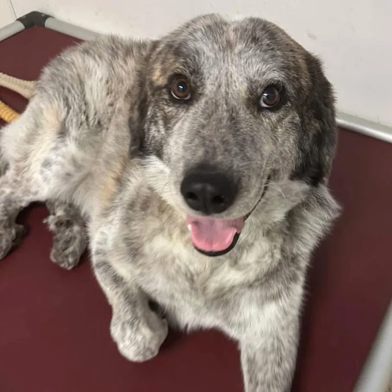 An adult large-sized male Mixed Breed dog named Hogan for adoption in Pacific, MO