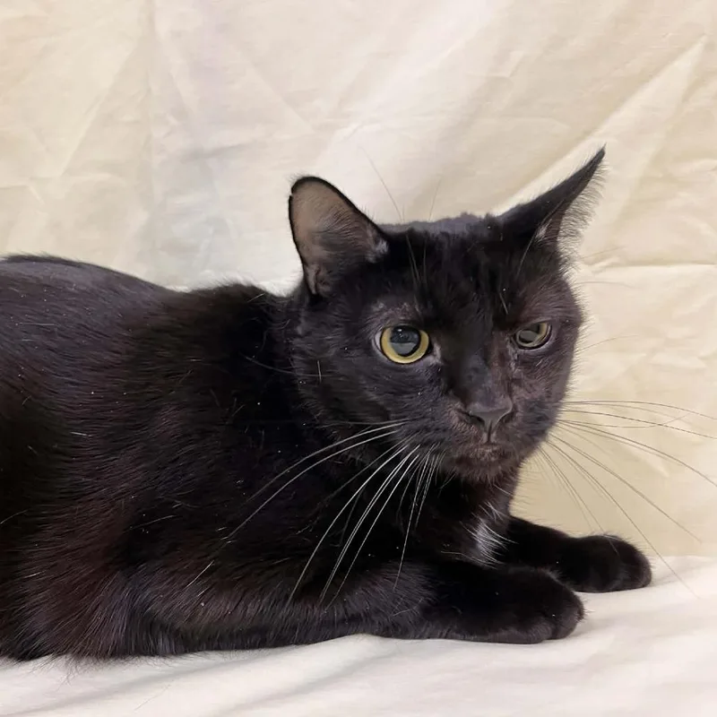 Buddy Bear thumbnail 2