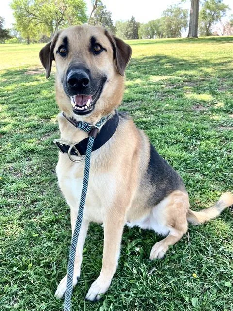 A young medium-sized male German Shepherd Dog dog named Otis for adoption in Albuquerque, NM