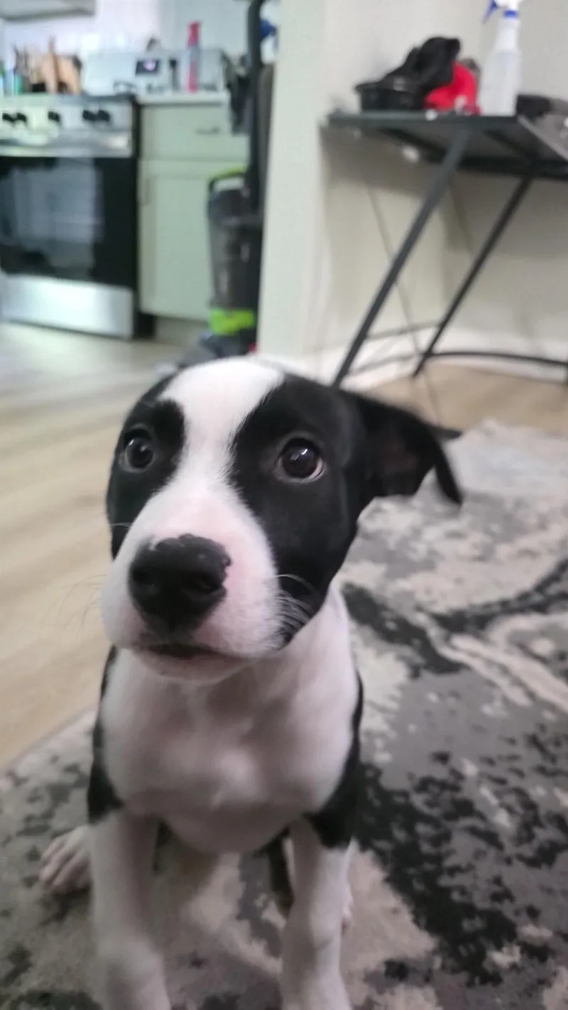 A baby medium-sized female White / Cream American Staffordshire Terrier dog named Mila for adoption in Clinton, MO