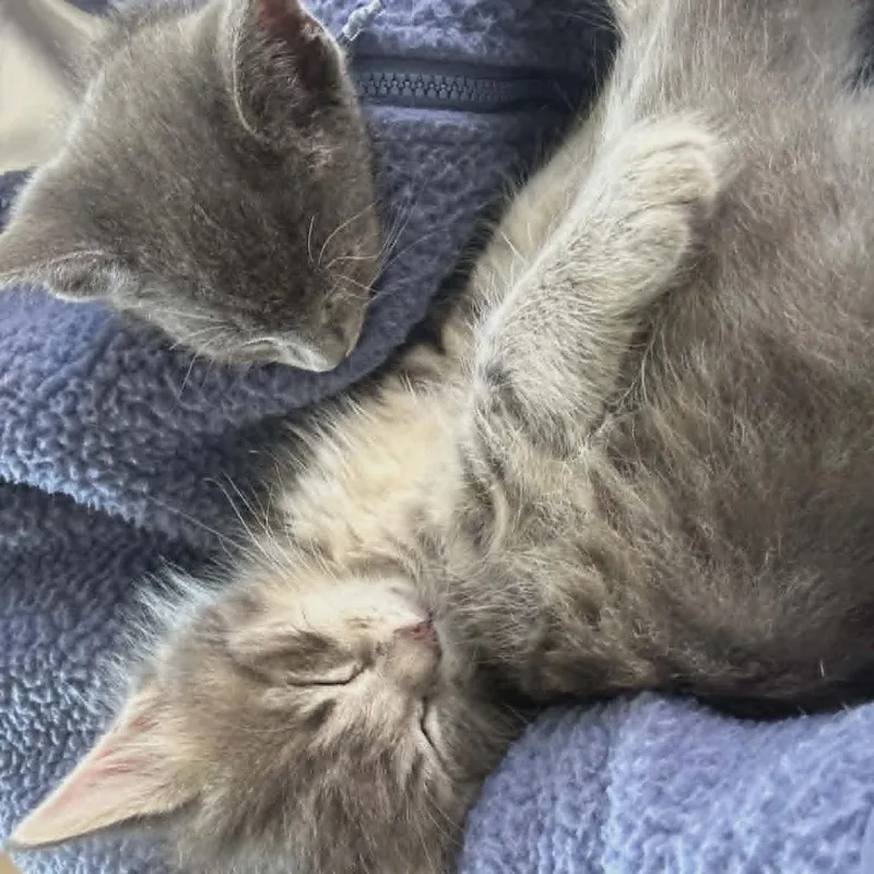 A baby small-sized female Gray / Blue / Silver Domestic Medium Hair cat named Pompadour for adoption in Reisterstown, MD