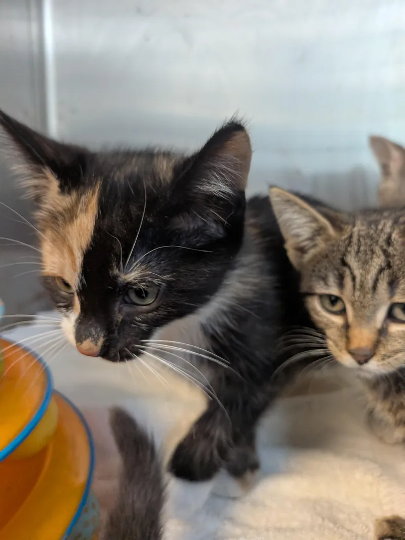 A baby medium-sized female Calico American Shorthair cat named Margil for adoption in Montclair, NJ