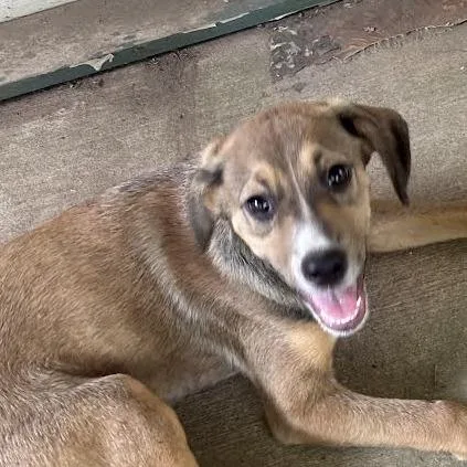 A baby medium-sized male Brown / Chocolate Terrier dog named Summers for adoption in Marshall, TX