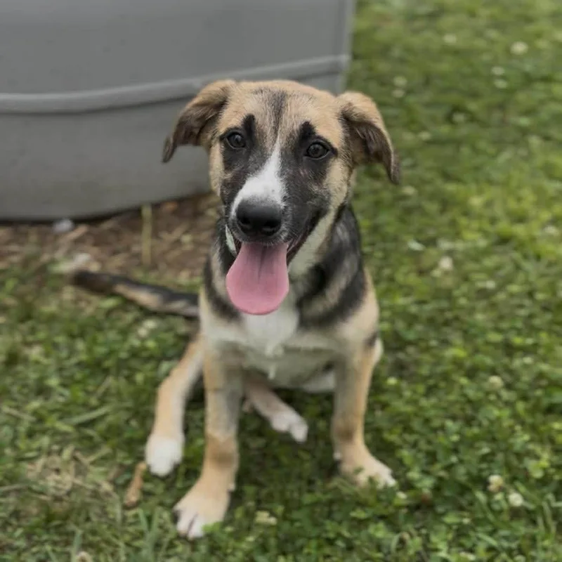 A young medium-sized female Black Mixed Breed dog named Shadow for adoption in Hopkinton, MA