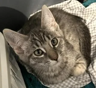 A baby medium-sized female Gray / Blue / Silver Tiger cat named Harmony for adoption in Bow, WA