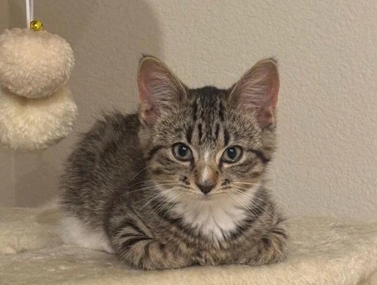 A baby medium-sized female Tabby (Gray / Blue / Silver) Tabby cat named Sophia Loren for adoption in San Jose, CA