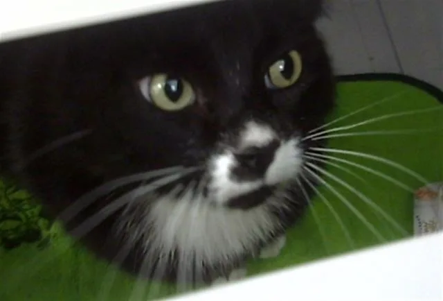An adult medium-sized female Domestic Short Hair cat named Mia for adoption in Dallas, TX