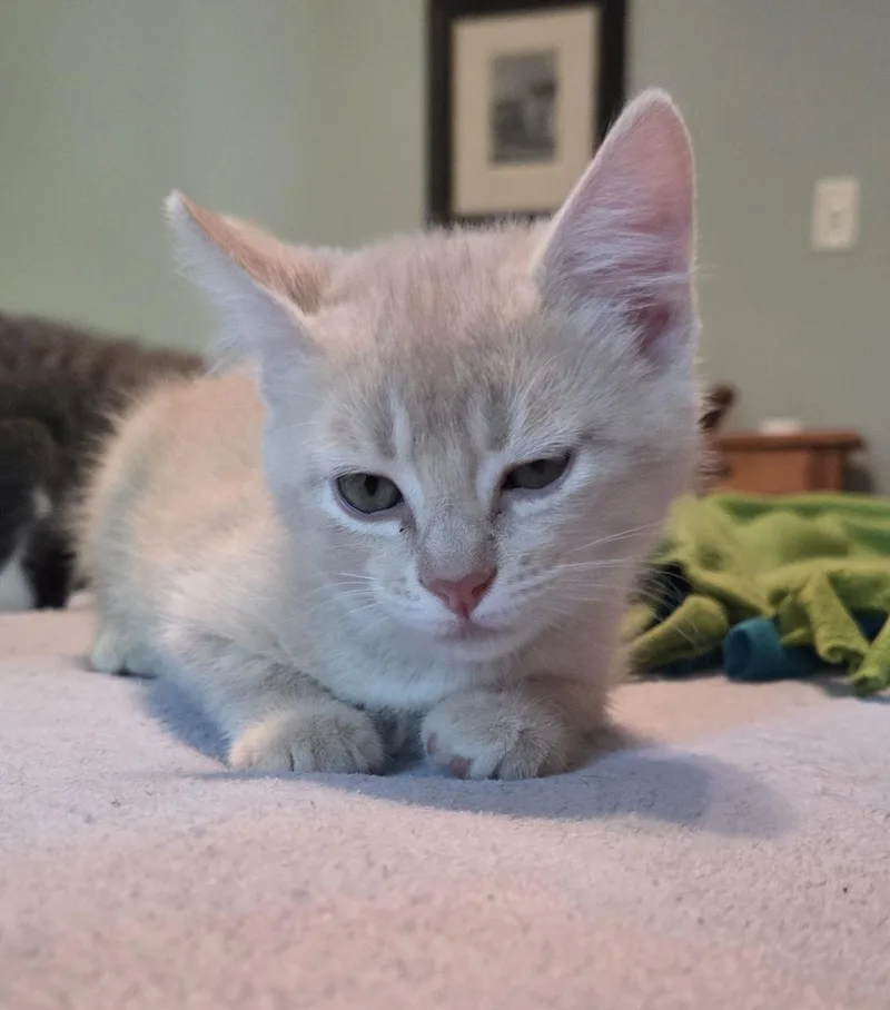 A baby medium-sized male Domestic Short Hair cat named Teddy for adoption in River Falls, WI