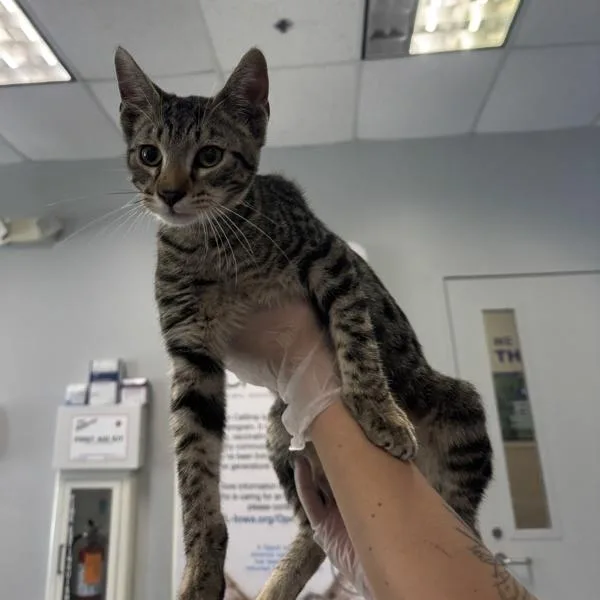 A young medium-sized male Domestic Short Hair cat named Willy for adoption in Des Moines, IA