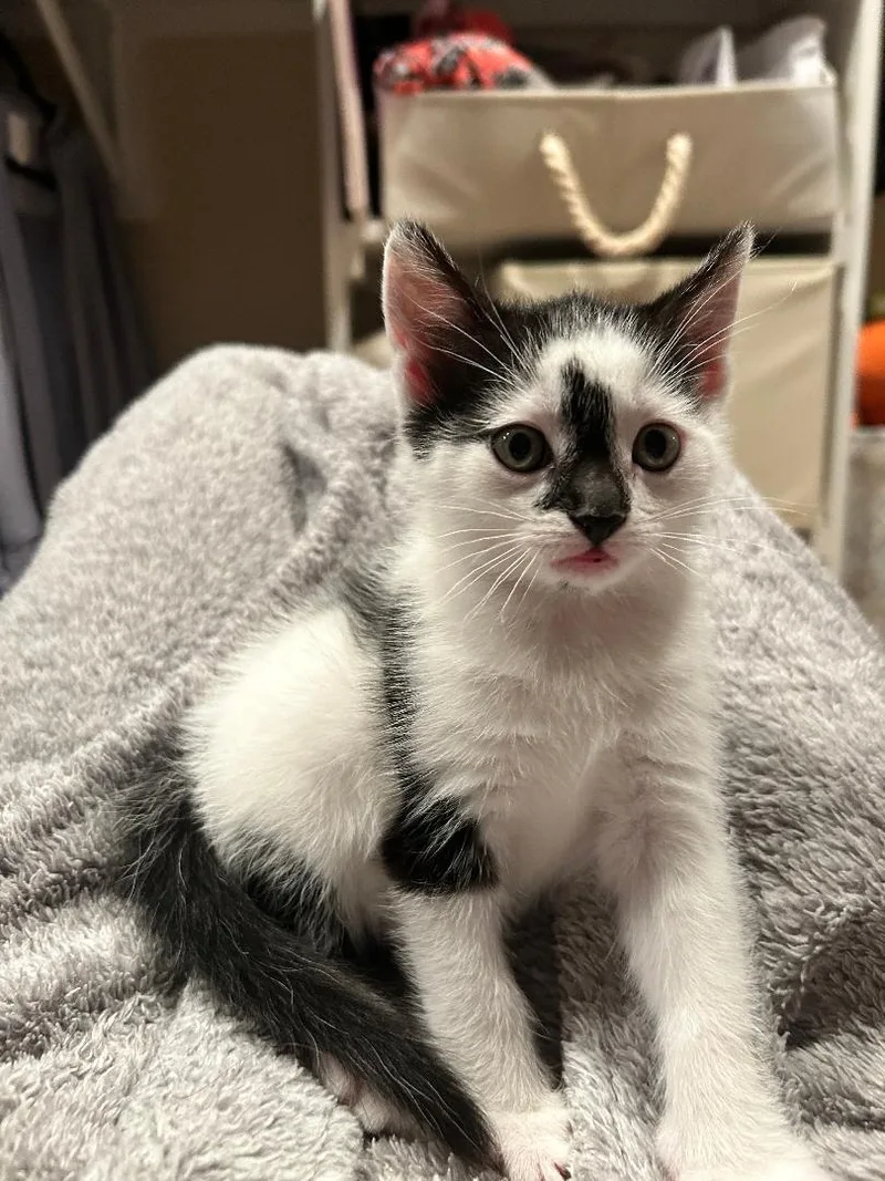 A young medium-sized female Black & White / Tuxedo Domestic Short Hair cat named Hazel & Holland for adoption in Mokena, IL