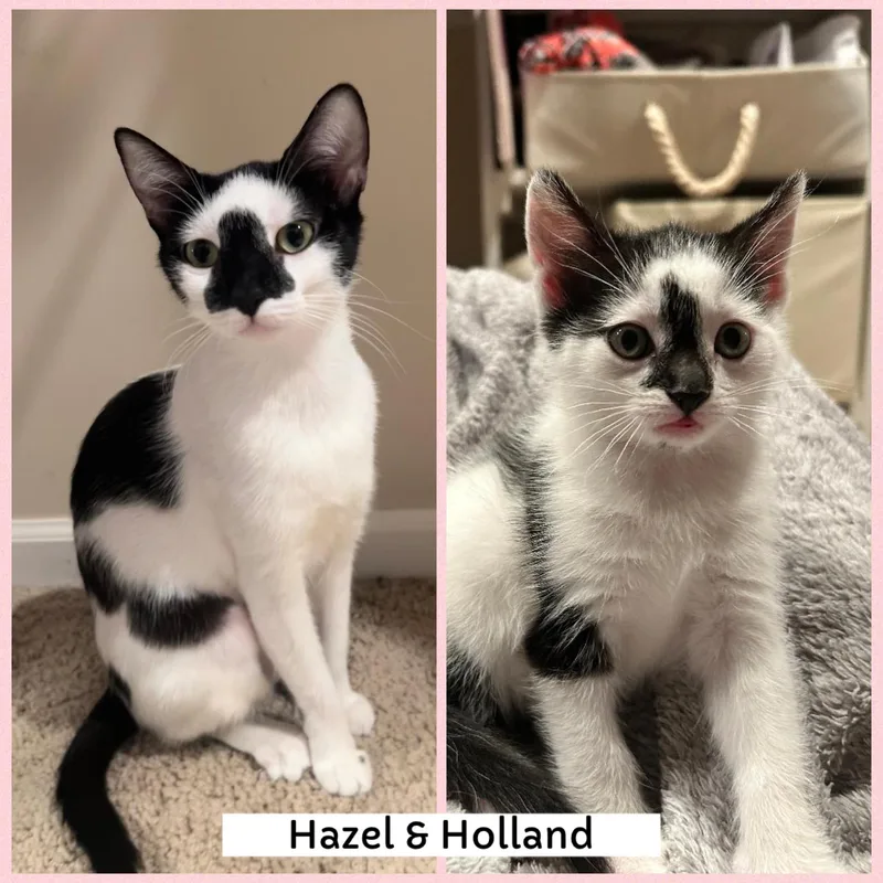 Hazel & Holland thumbnail 2