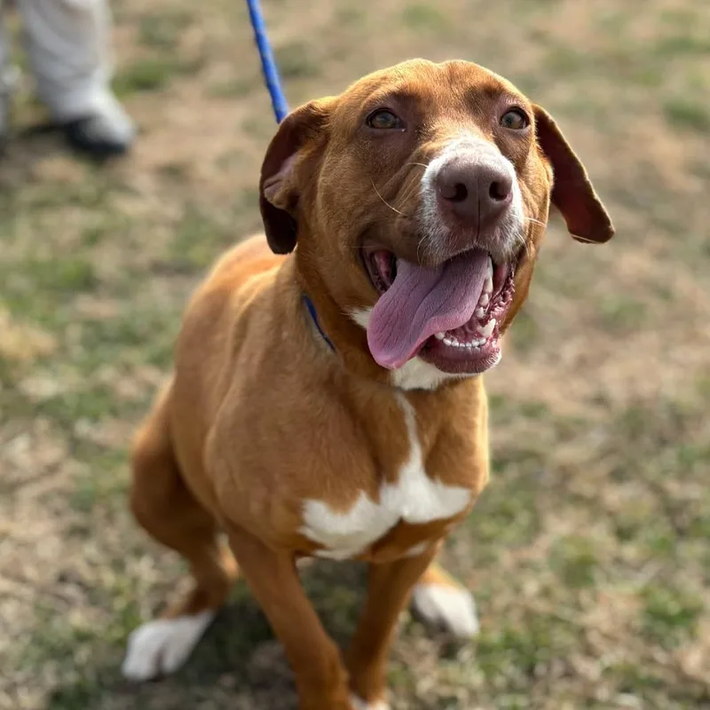 A young medium-sized female Brown / Chocolate Retriever dog named Lucille for adoption in Metamora, MI