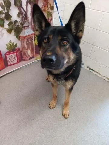 An adult large-sized male German Shepherd Dog dog named Morgan for adoption in San Bernardino, CA