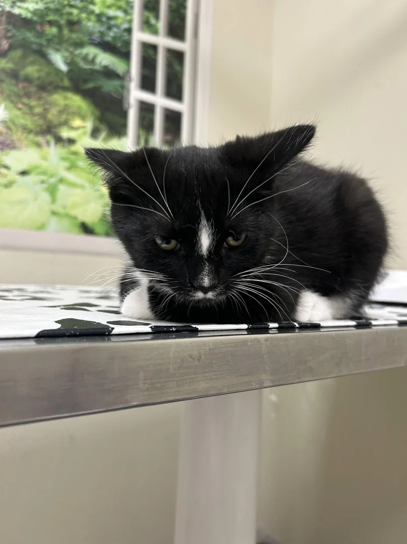 A baby medium-sized male Black & White / Tuxedo Domestic Short Hair cat named Mingo for adoption in Lancaster, PA