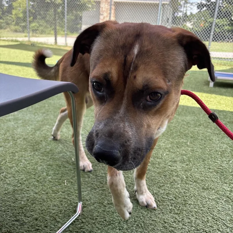 An adult large-sized male Brown / Chocolate Mixed Breed dog named Worm for adoption in Chattanooga, TN