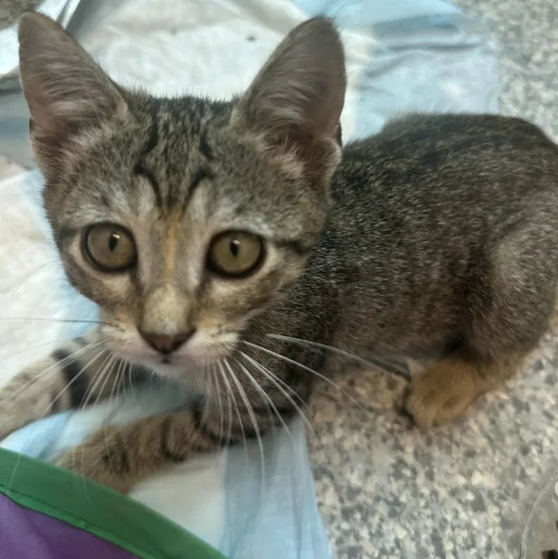 A baby small-sized female Domestic Short Hair cat named Kiki for adoption in Manassas, VA