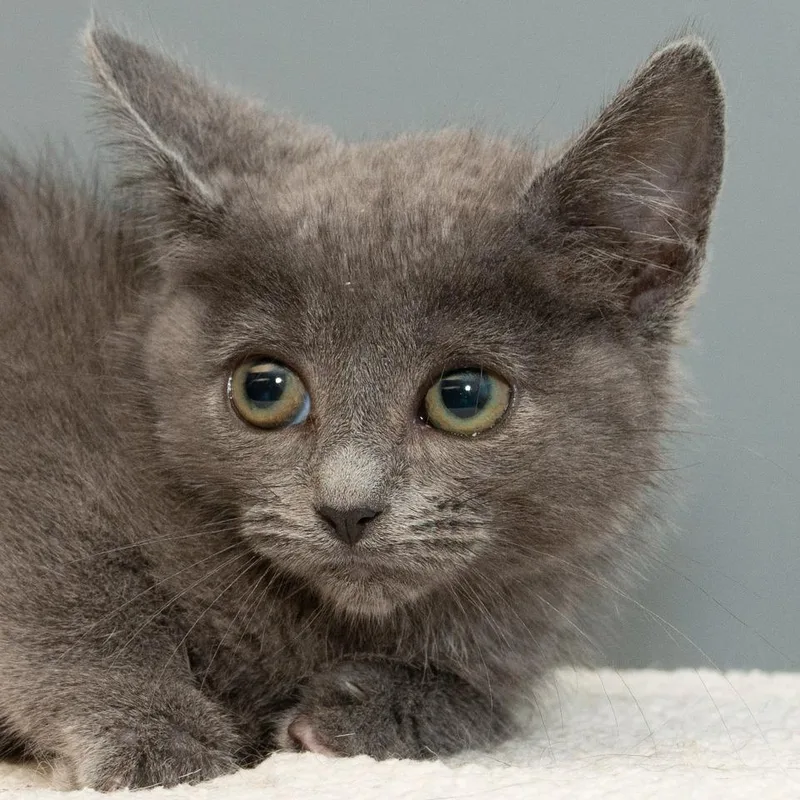 A baby small-sized female Domestic Short Hair cat named Lil for adoption in Troy, OH