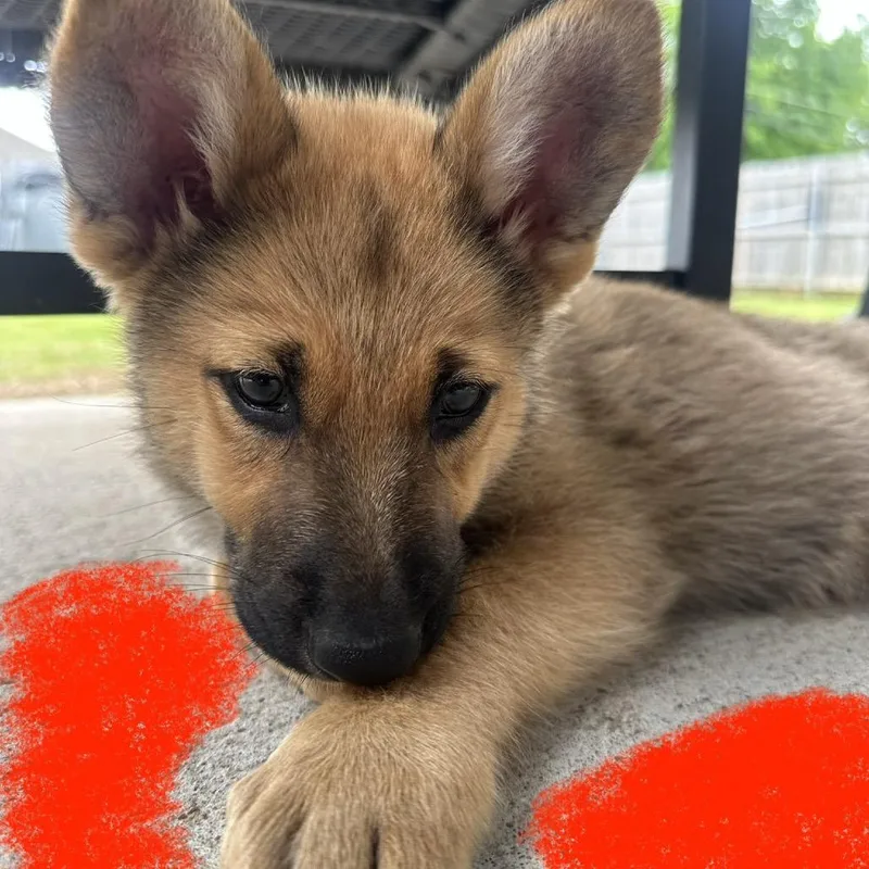 Kit Kat