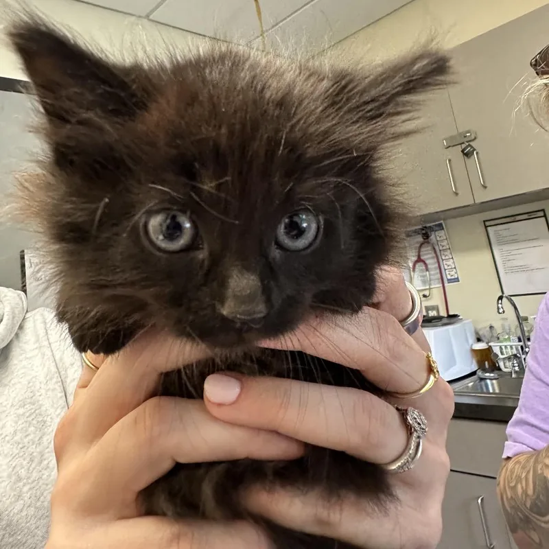 A baby small-sized male Domestic Medium Hair cat named Tim Mcpaw for adoption in Red House, WV
