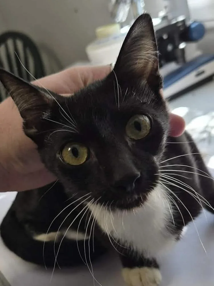 A baby medium-sized female Domestic Short Hair cat named Ahoy for adoption in Bolivar, MO
