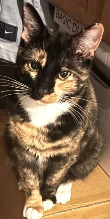 An adult small-sized female Tortoiseshell Domestic Short Hair cat named Mama Fritillaria for adoption in Othello, WA