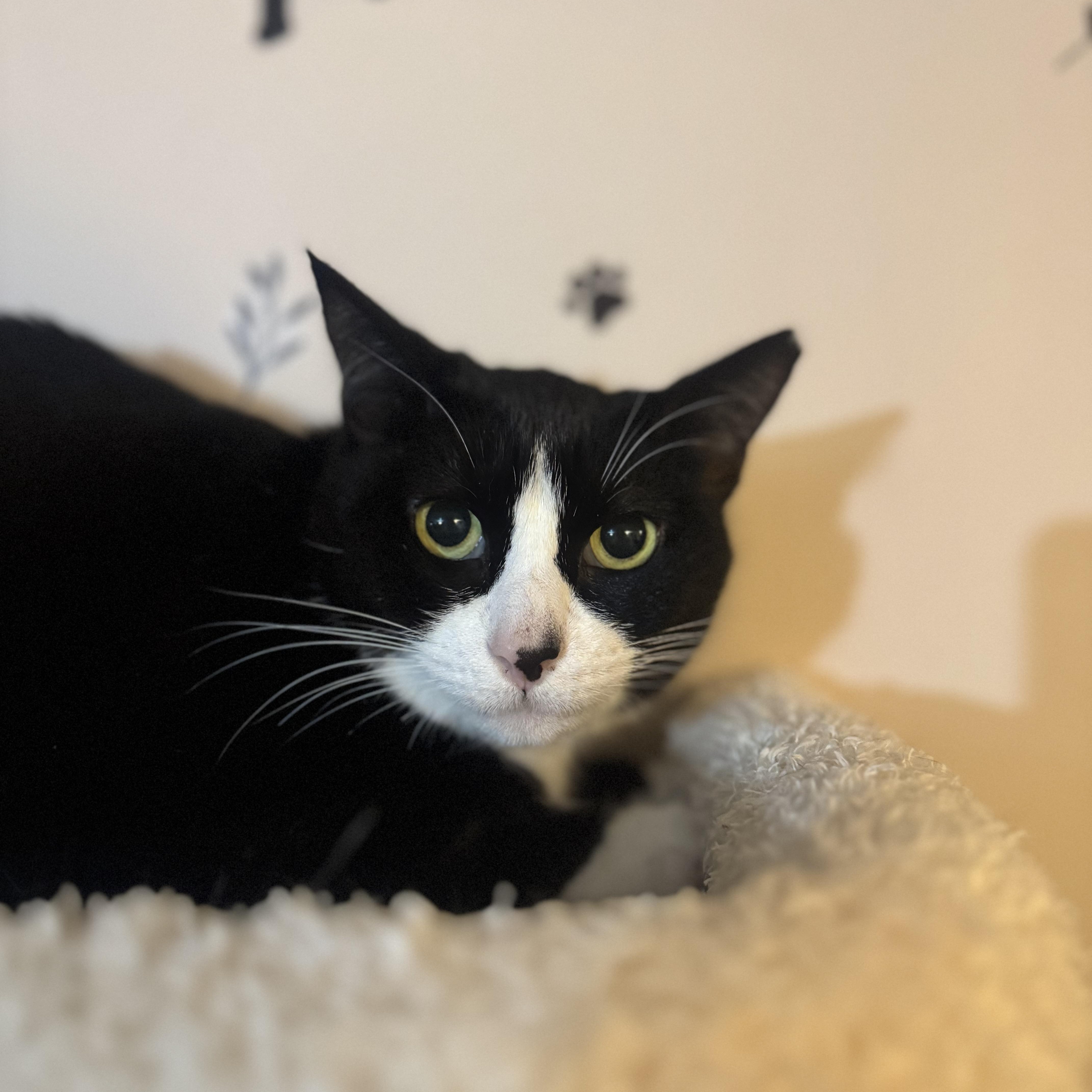An adult medium-sized female Black & White / Tuxedo Domestic Short Hair cat named Freida for adoption in Hamilton, NJ