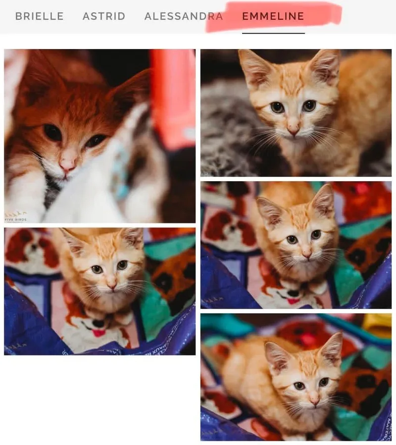 A baby small-sized female Domestic Short Hair cat named Emmeline for adoption in Mustang, OK