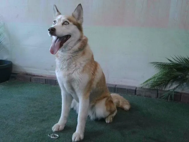 An adult large-sized female Siberian Husky dog named Sol for adoption in Baldwin Park, CA