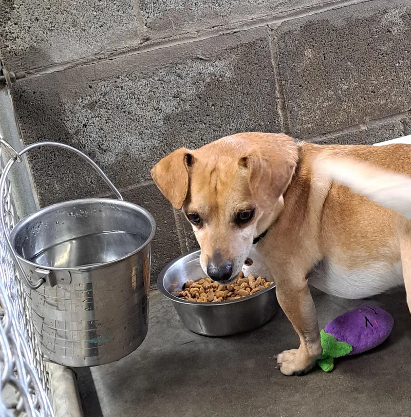 An adult small-sized male Apricot / Beige Dachshund dog named Tank for adoption in Lawrenceburg, KY