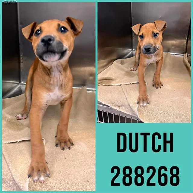 A baby small-sized male Mixed Breed dog named Dutch for adoption in Macon, GA