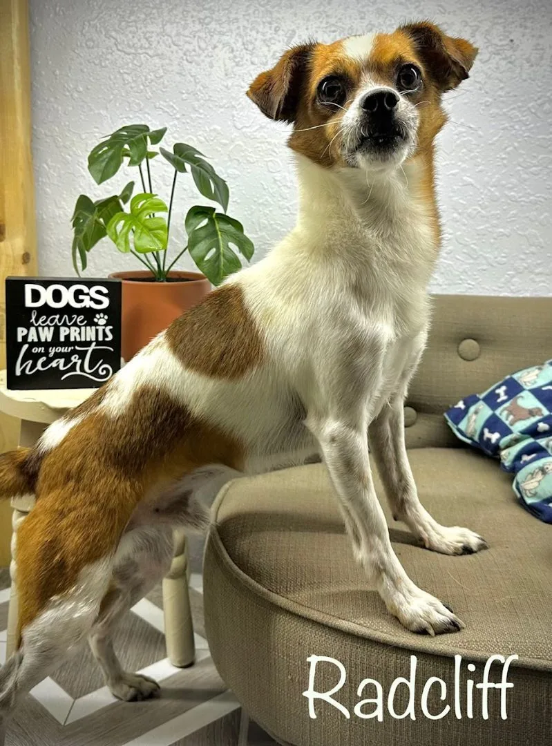 Radcliffe thumbnail 3