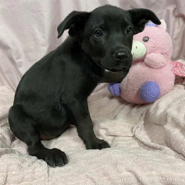 A baby small-sized female German Shepherd Dog dog named Charlotte for adoption in Modesto, CA