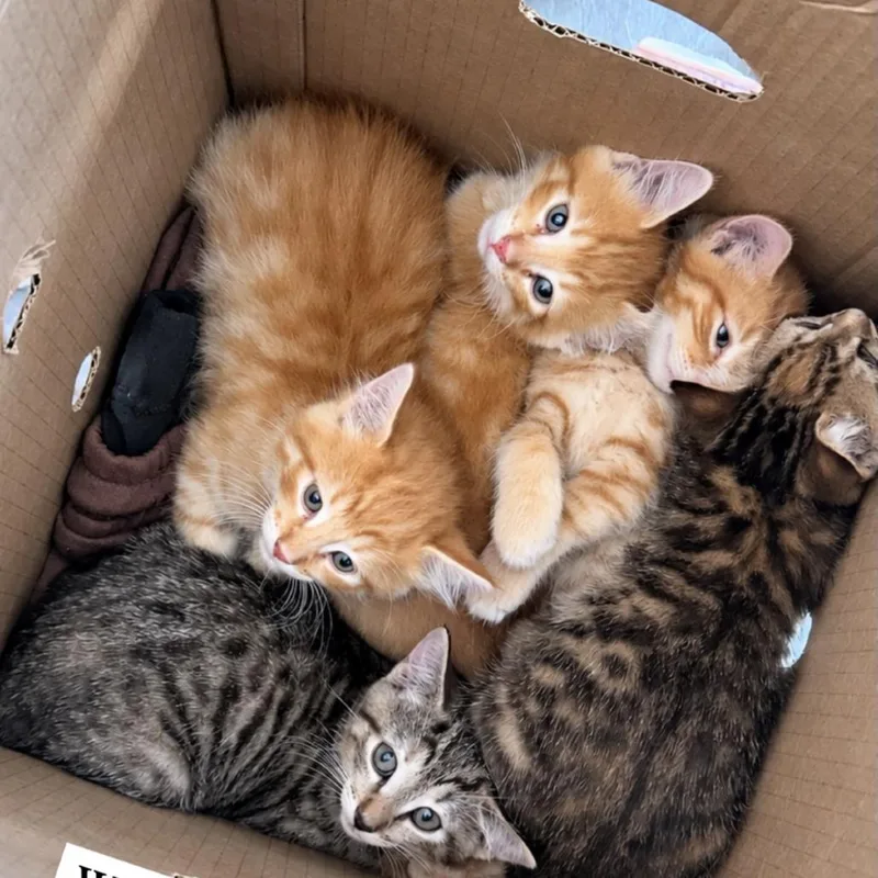 A baby small-sized female Orange / Red Domestic Short Hair cat named Ember for adoption in Hampton Bays, NY