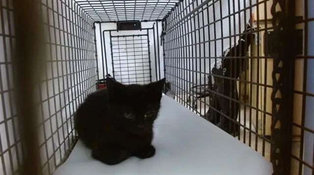 A baby small-sized female Domestic Short Hair cat named Rubi for adoption in Miami, FL