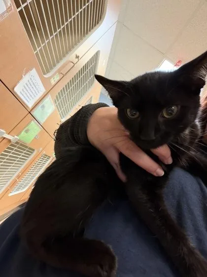 A baby medium-sized male Domestic Short Hair cat named Gordon Goose for adoption in Chamblee, GA