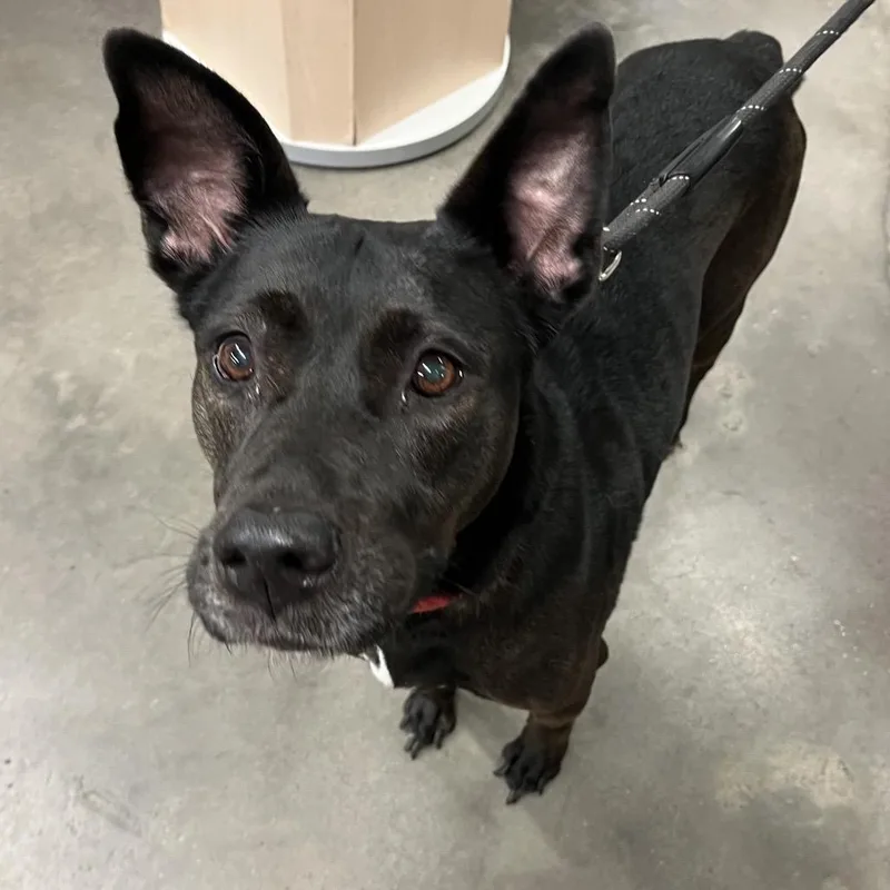 An adult medium-sized female Brown / Chocolate Belgian Shepherd / Malinois dog named Julia for adoption in Tampa, FL