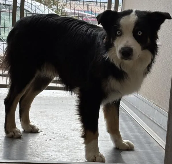 A young medium-sized male Australian Shepherd dog named Chase for adoption in Rio Rancho, NM