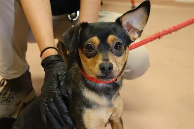 A young small-sized female Mixed Breed dog named Princess for adoption in Columbia, SC