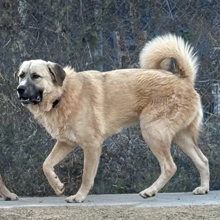 Cruz Houston  Tx thumbnail 2