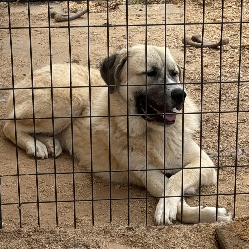 Cruz Houston  Tx thumbnail 3