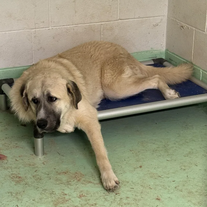 Cruz Houston  Tx thumbnail 4