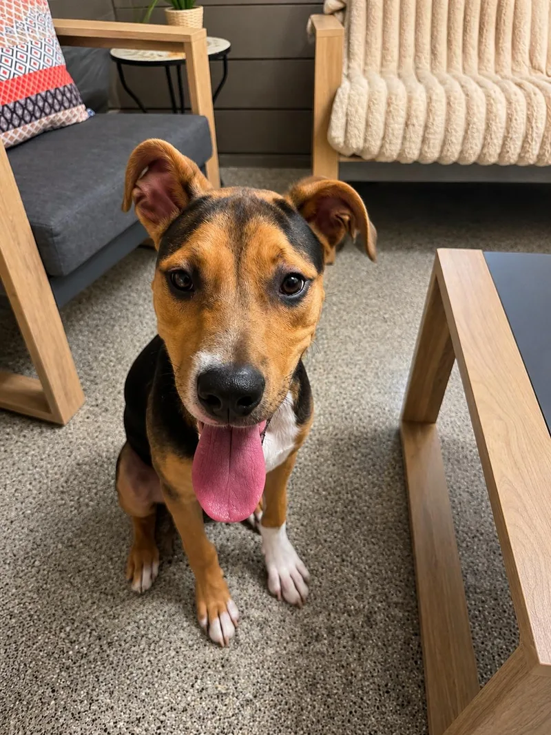 A young medium-sized male Black Mouth Cur dog named Obi for adoption in Houston, TX