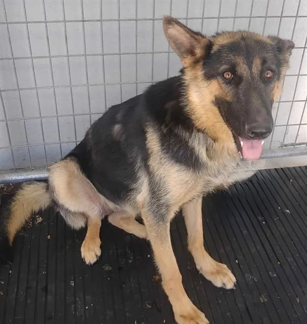 A young large-sized female German Shepherd Dog dog named Trina for adoption in Lancaster, CA