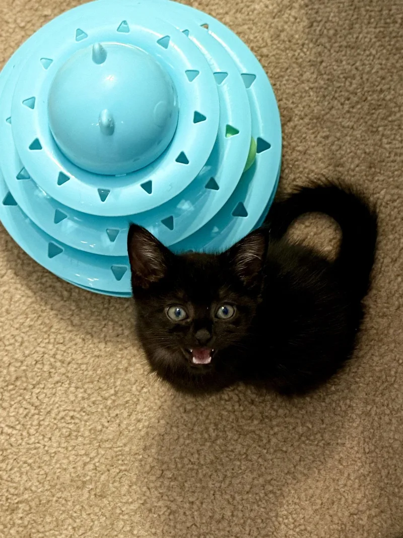 A baby medium-sized male Black Domestic Short Hair cat named Kyle for adoption in Herndon, VA
